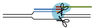 CRISPR Cas9 schematic